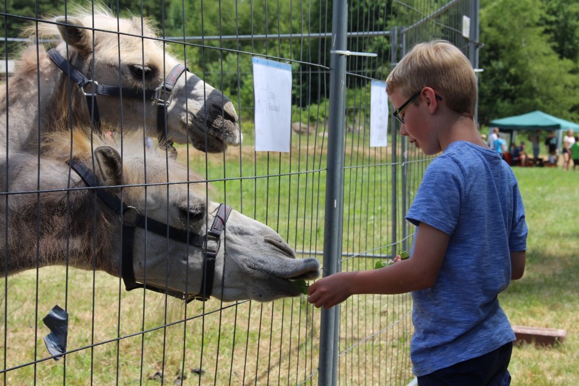 Kamel Dromedar Trampeltier Waldkinderfest Grafenwöhr  (71)