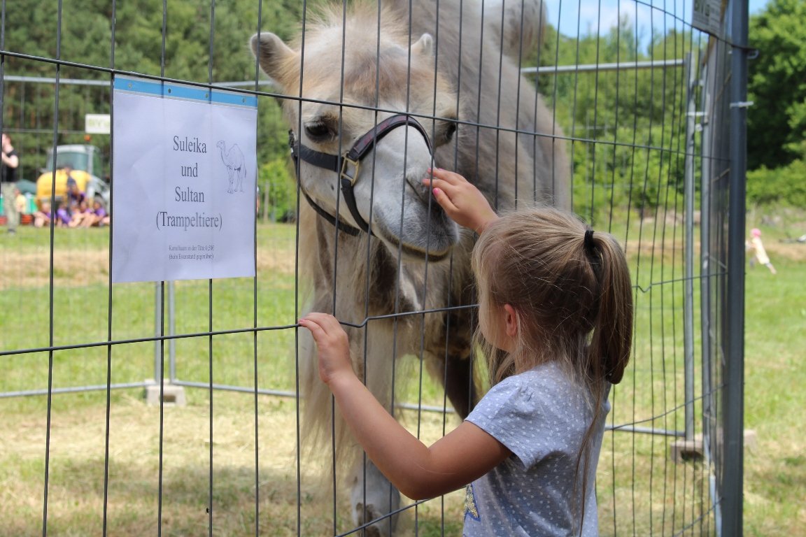 Kamel Dromedar Waldkinderfest Grafenwöhr  (98)