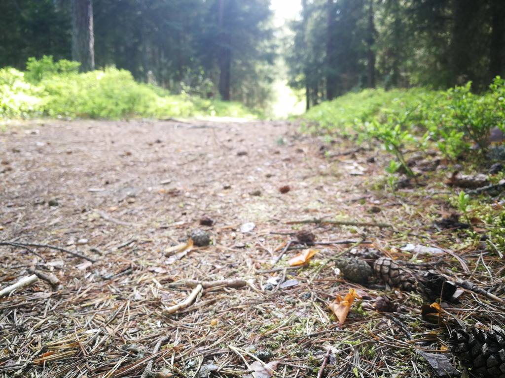 Polizei folgt verdächtigen Botschaften im Wald