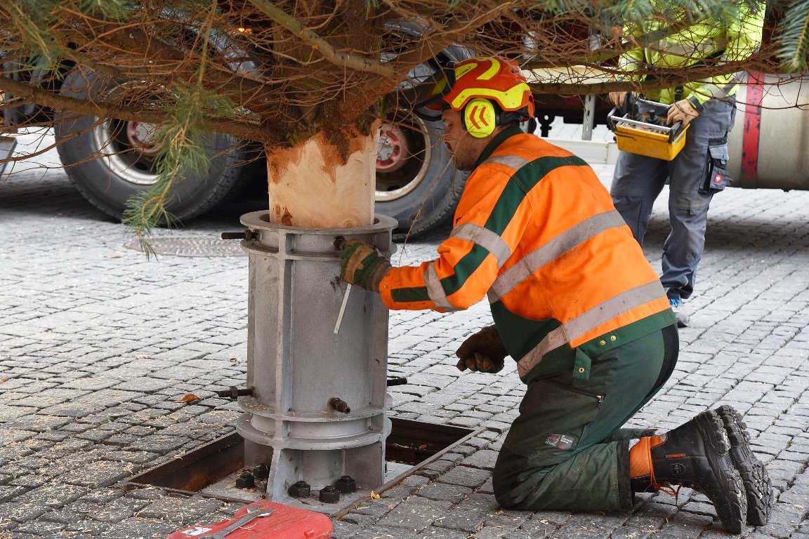 Weihnachtsbäume Weiden (3)