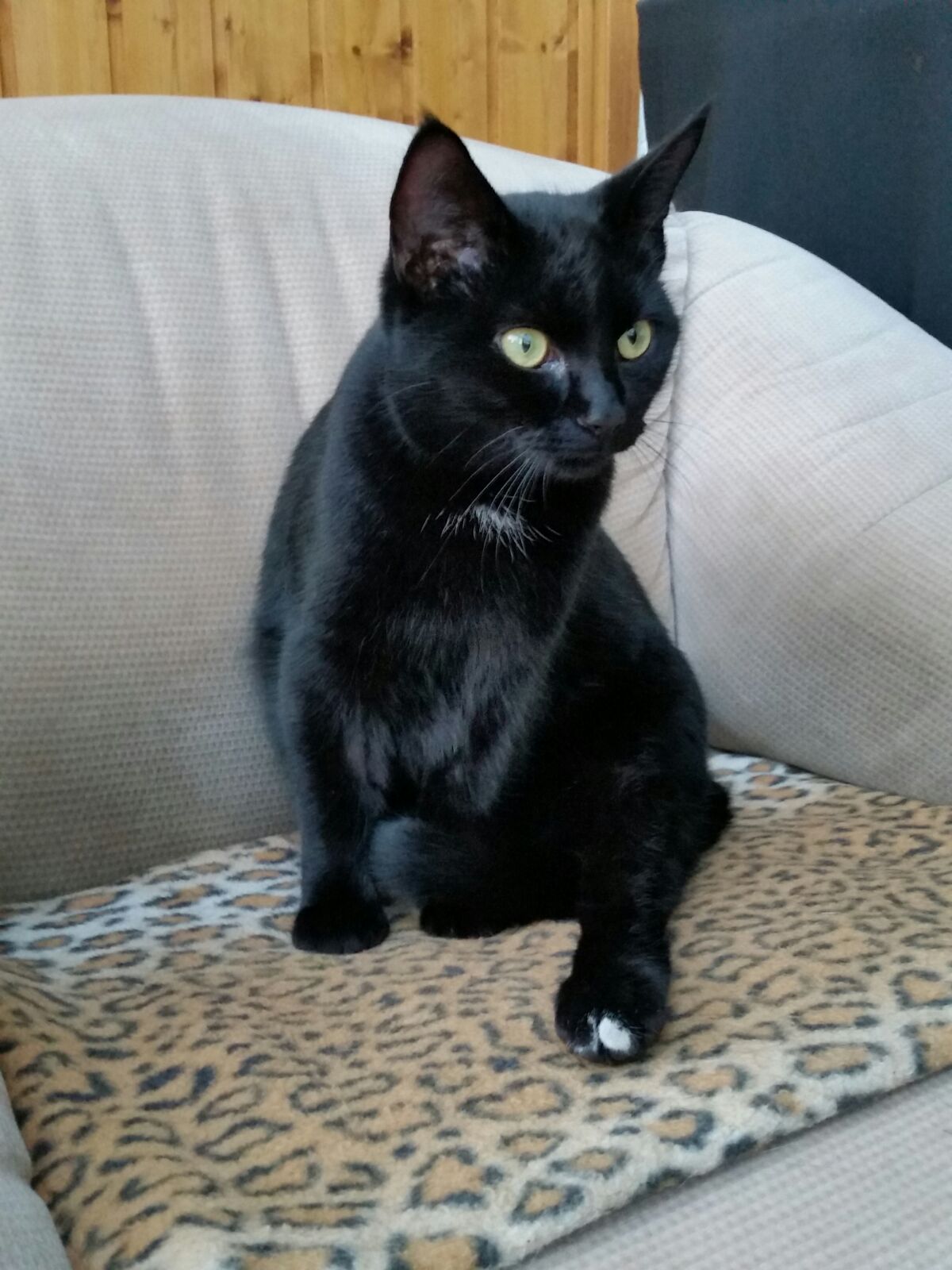 Katze zugelaufen Weiden Tierheim Moosloh