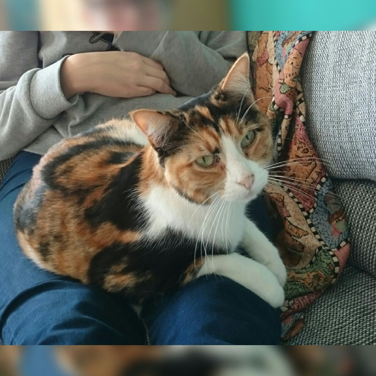 Katze vermisst Kemnath