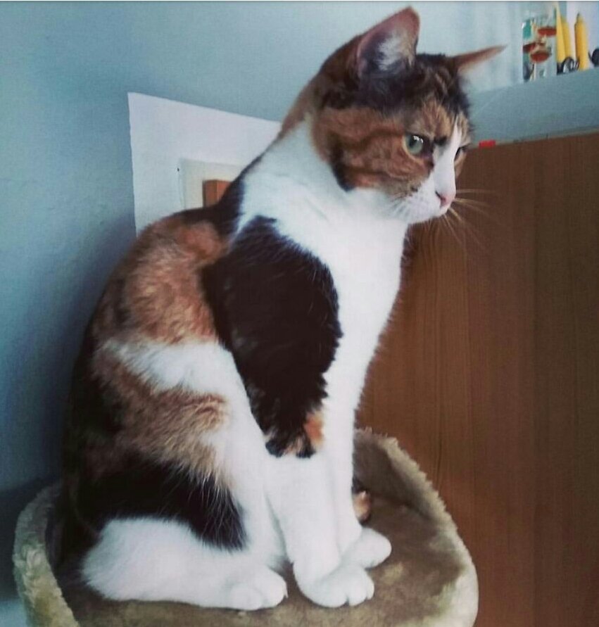 Katze vermisst Kemnath