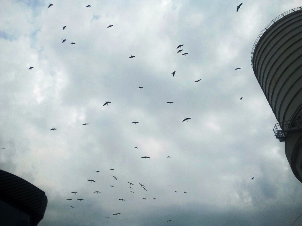 Storchinvasion Tirschenreuth