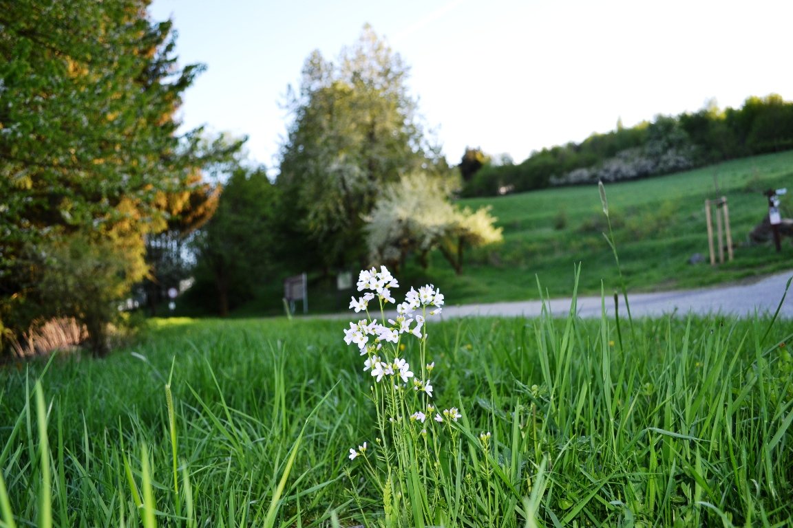 essbare Wildpflanzen Park Waldeck