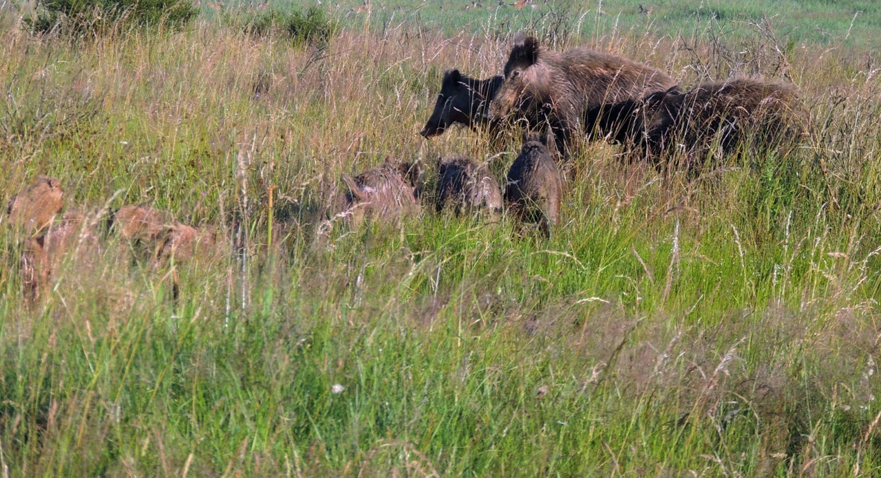 Wildschweine Afrikanische Schweinepest 2019 Abschussprämie