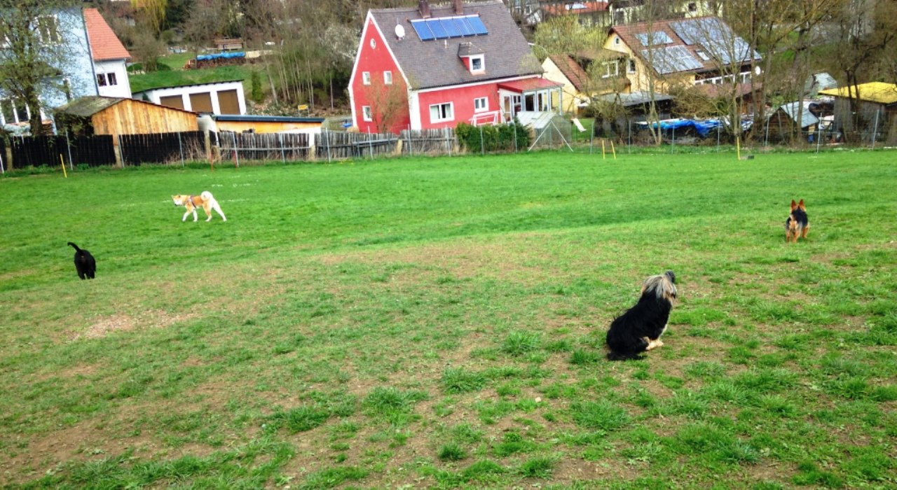 Wilson, Hundekindergarten, Leuchtenberg