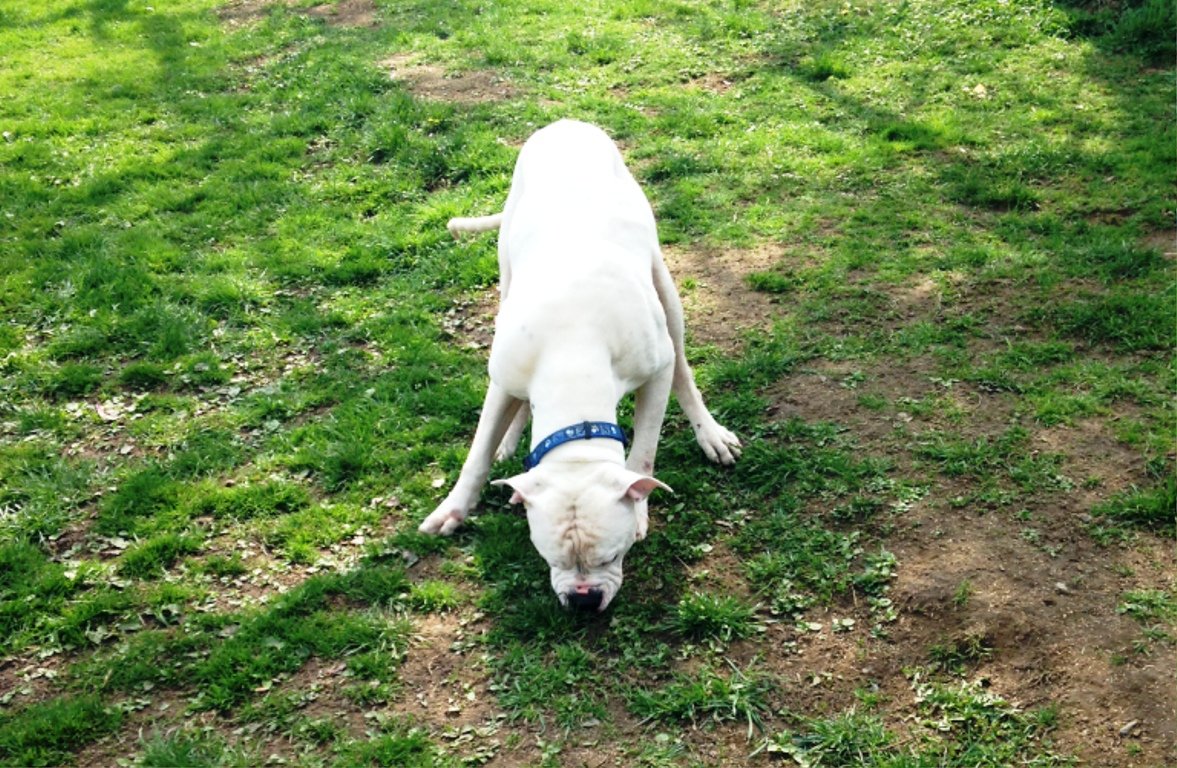 Wilson, Hundekindergarten, Leuchtenberg