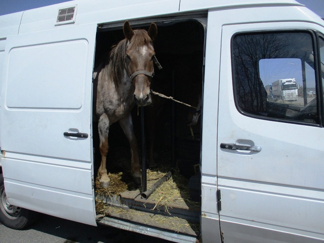 Pferdetransport mal anders - Zöllner schreiten ein