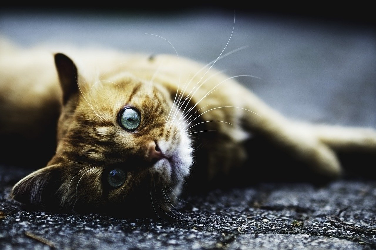 Katze Symbol