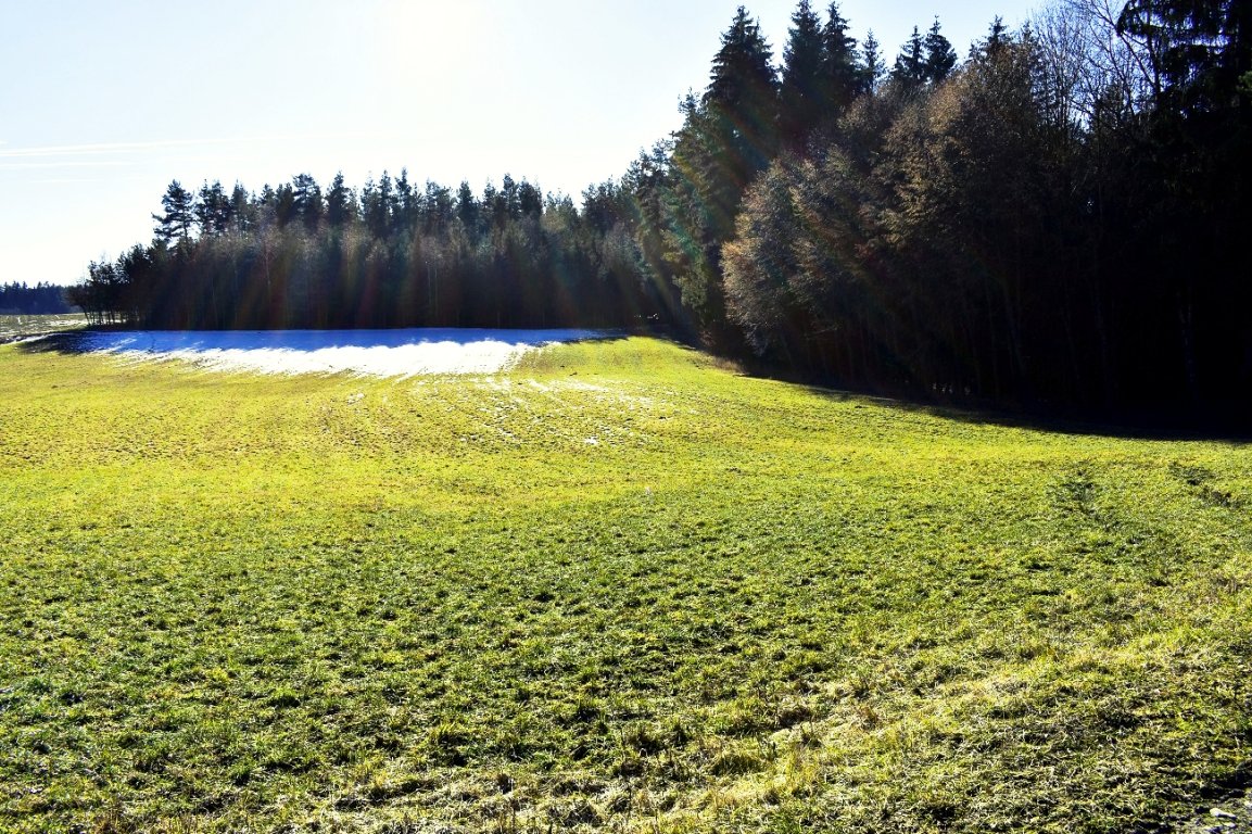 BeeWiese Projekt Atenschutz