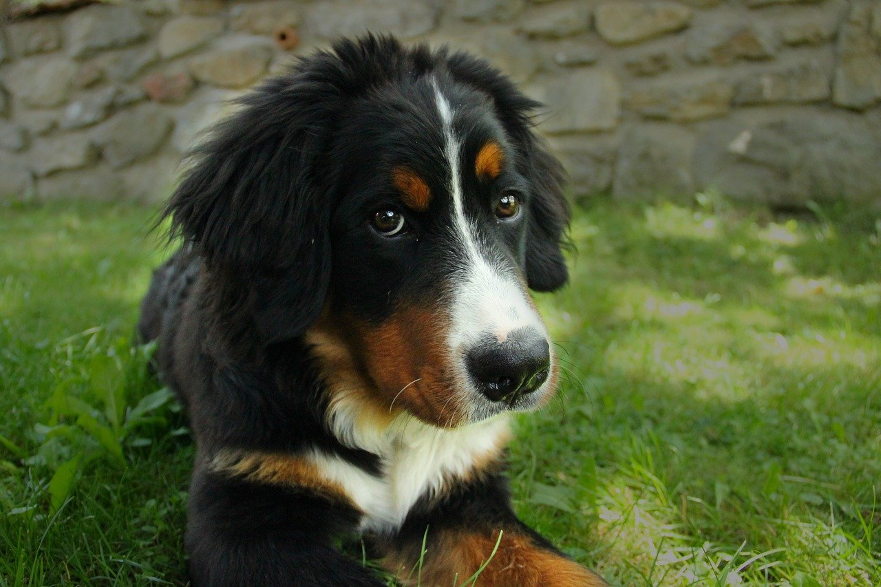 Berner Sennenhund Hund Symbol