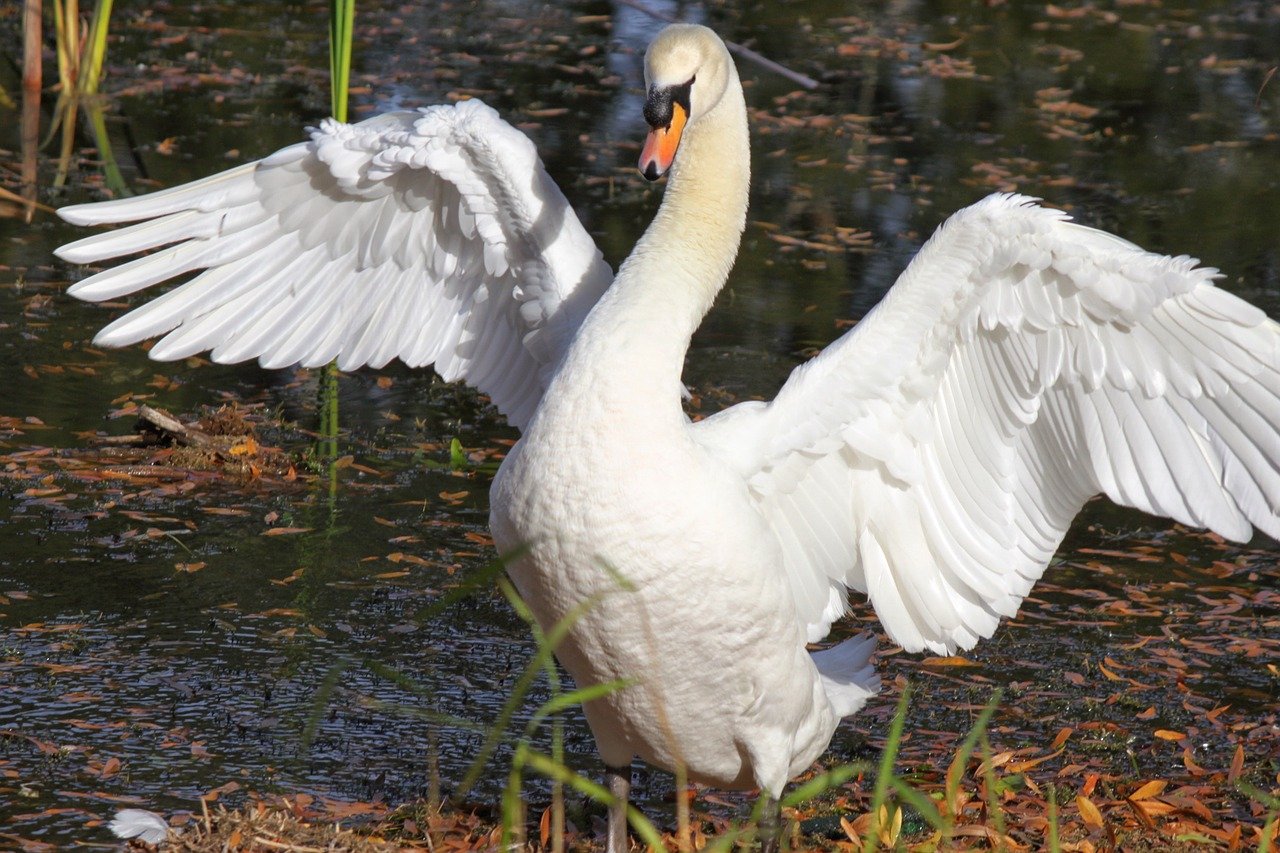 Schwan Symbol Polizei Vogel Angriff