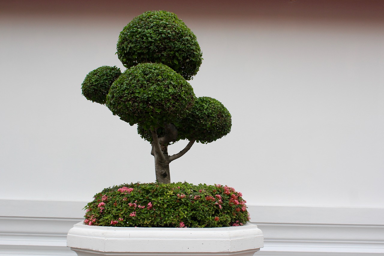 Bonsai Symbol