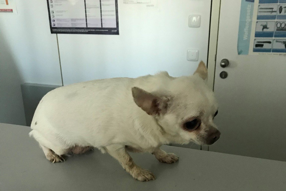 Chihuahua Fundhund Vohenstrauß