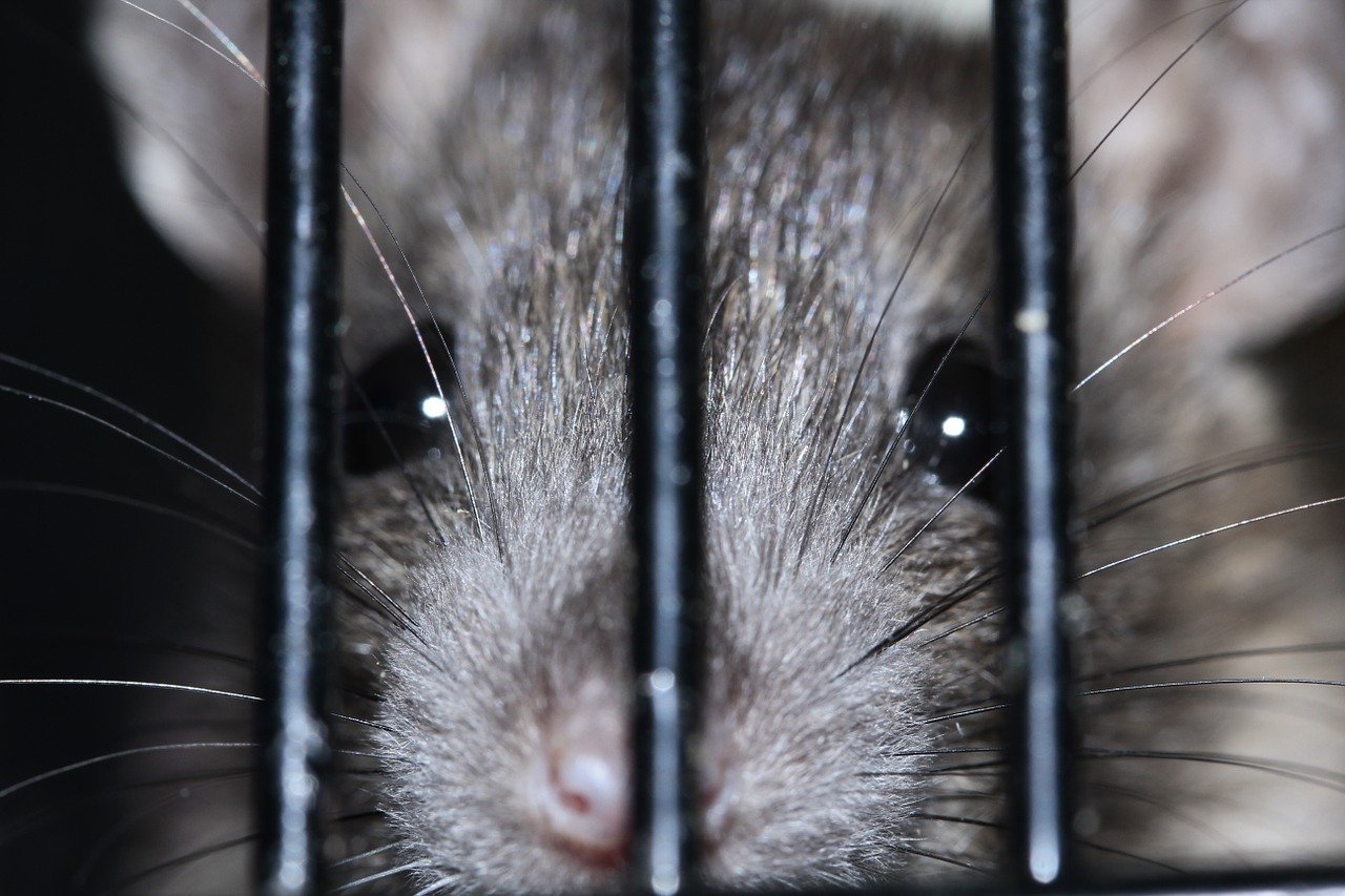 color-rat-399706_1280