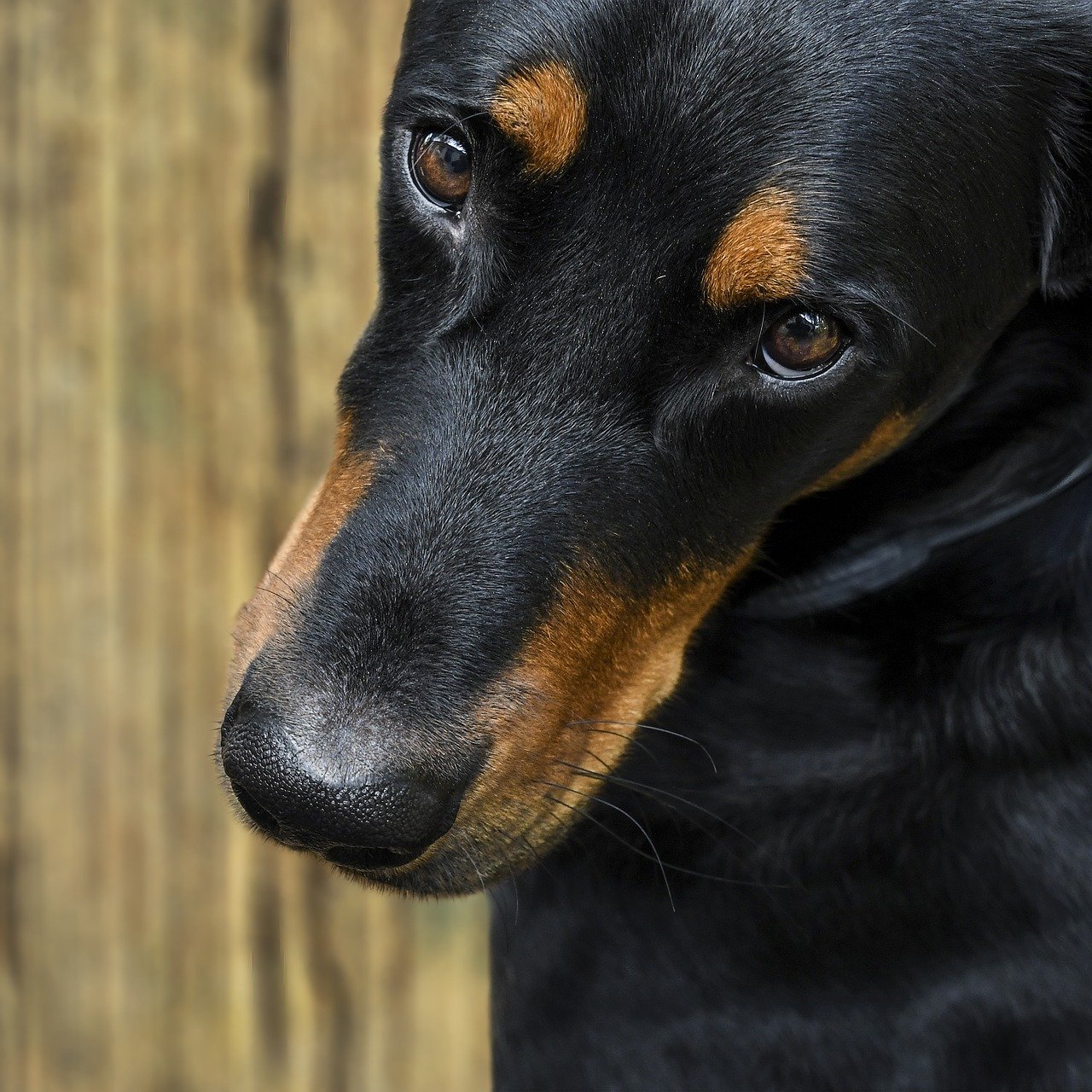 Hund Symbol Polizei