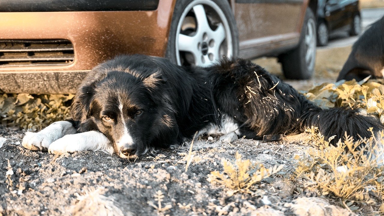 Hund Border Collie Symbol