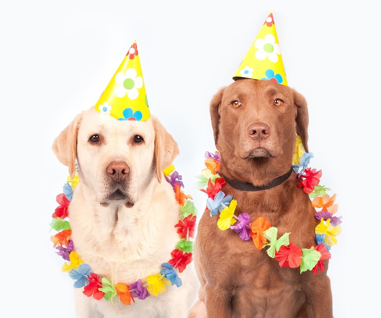 Fasching Hunde