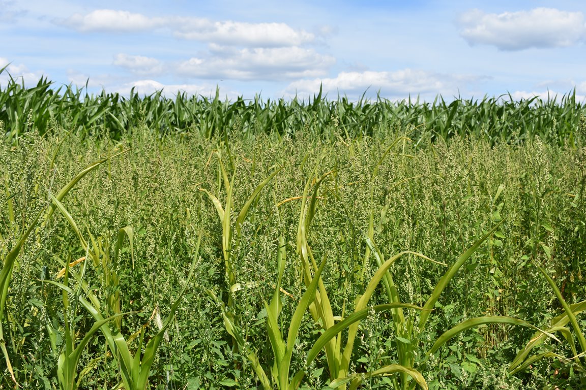 Ernte Demonstration Landwirte Grafenwöhr