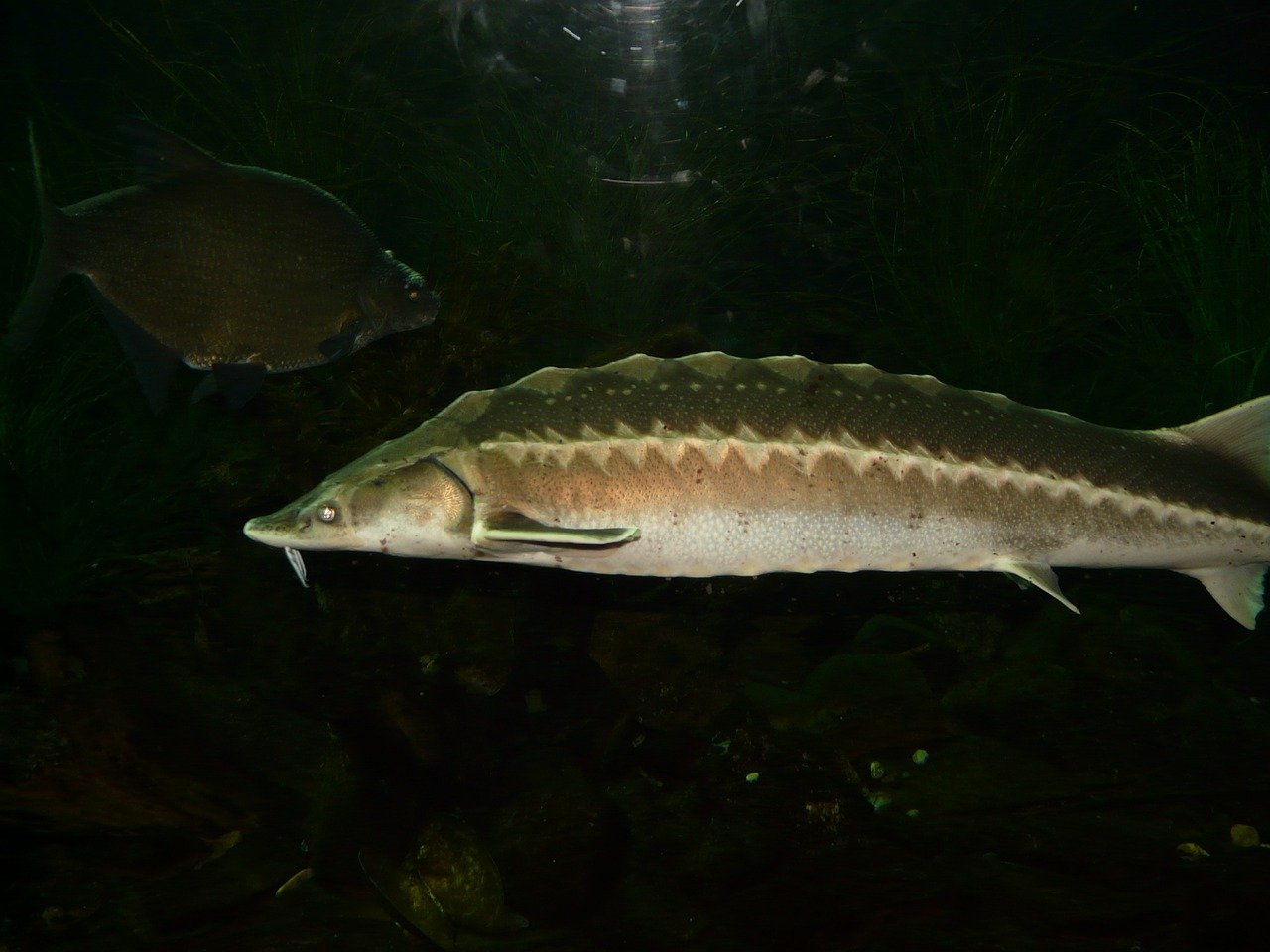 Fisch, Weiher, Stör