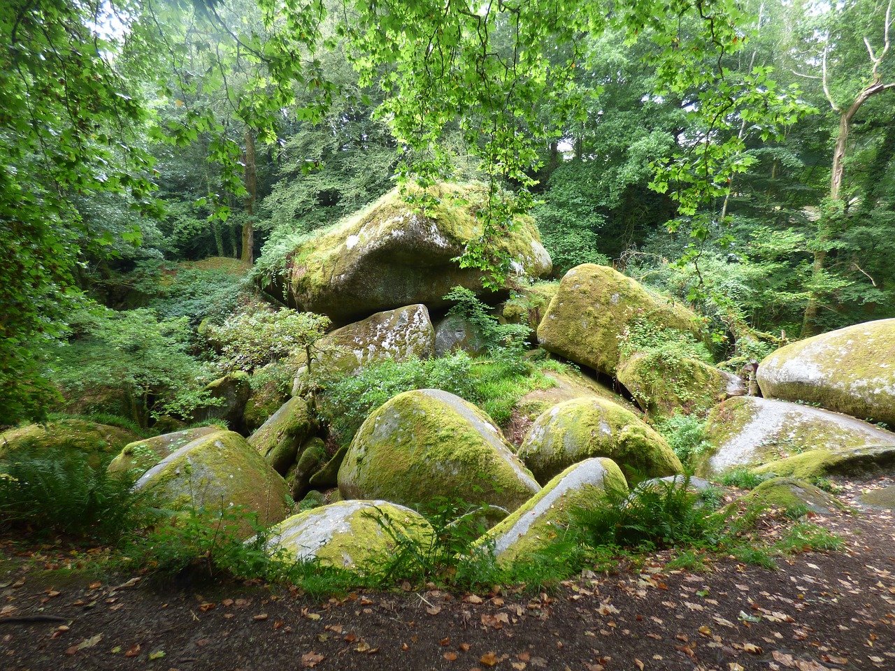 Wald, Granit, Natur, Bäume, Oberpfalz, Heimat,