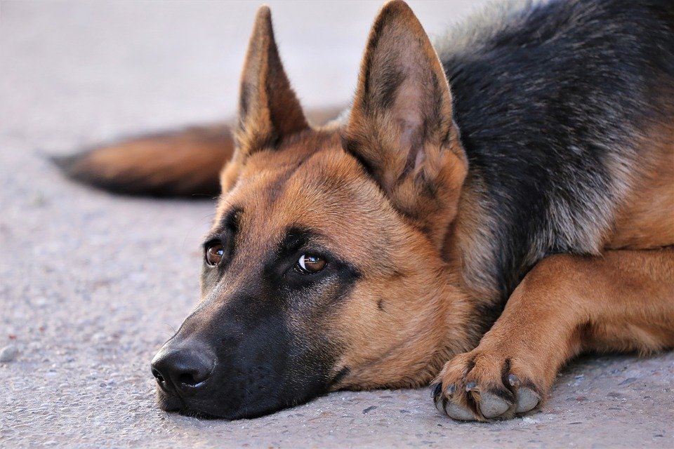 german-shepherd-3712038_960_720