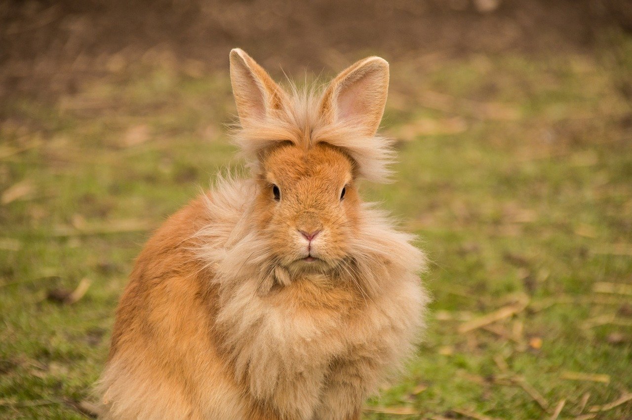 Hase Kaninchen Löwenkopf Symbol