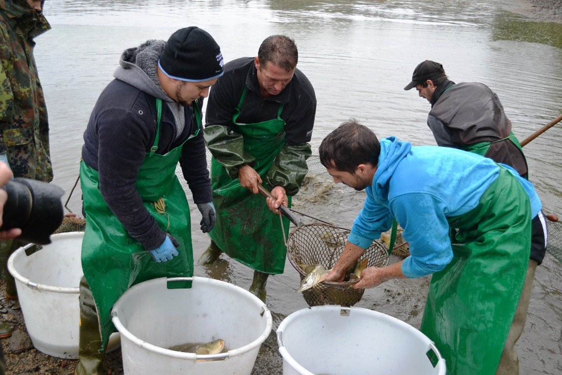 Startschuss für Karpfensaison: Geringere Ernte – prächtige Exemplare