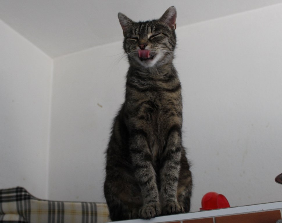 Katze Tierheim