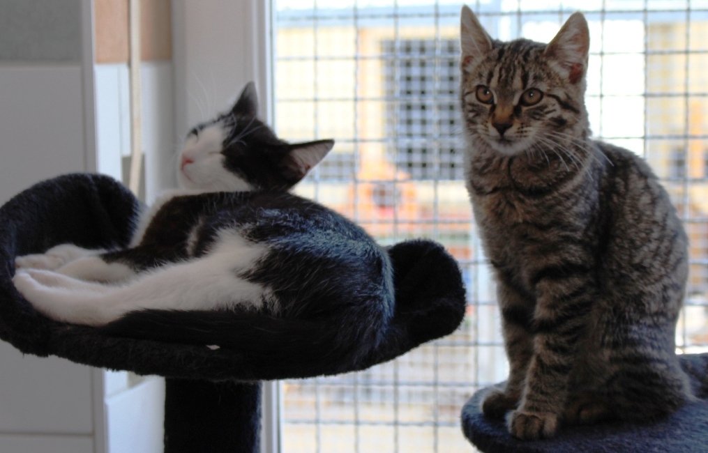 Katze Tierheim Weiden