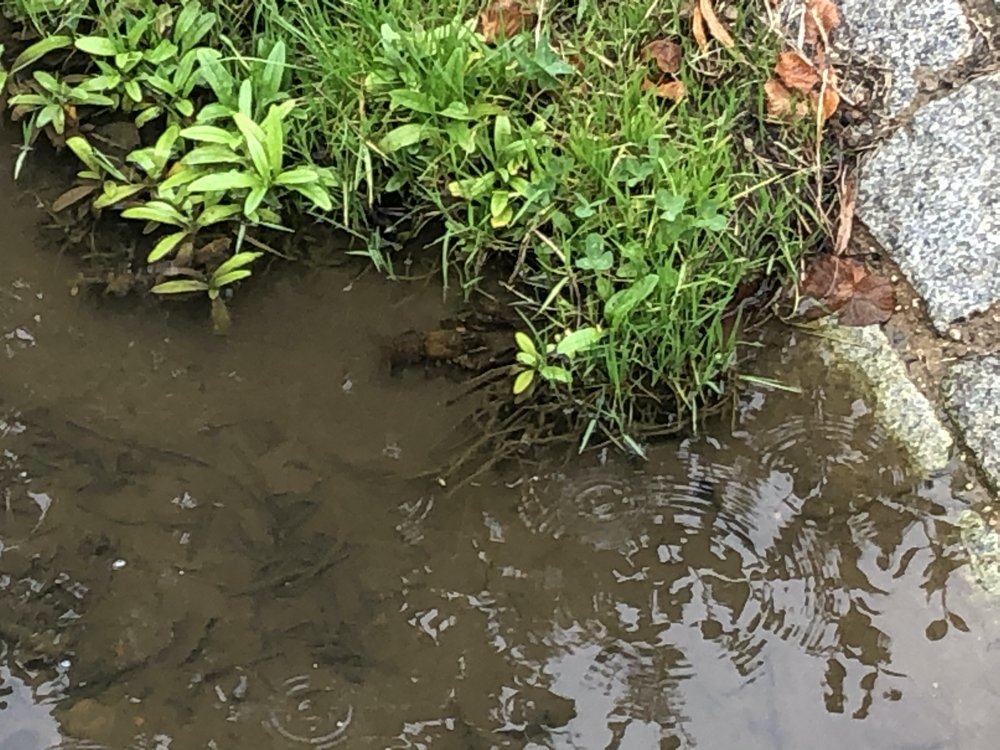 krebse Edeldorf Bach Umweltverschmutzung war keine