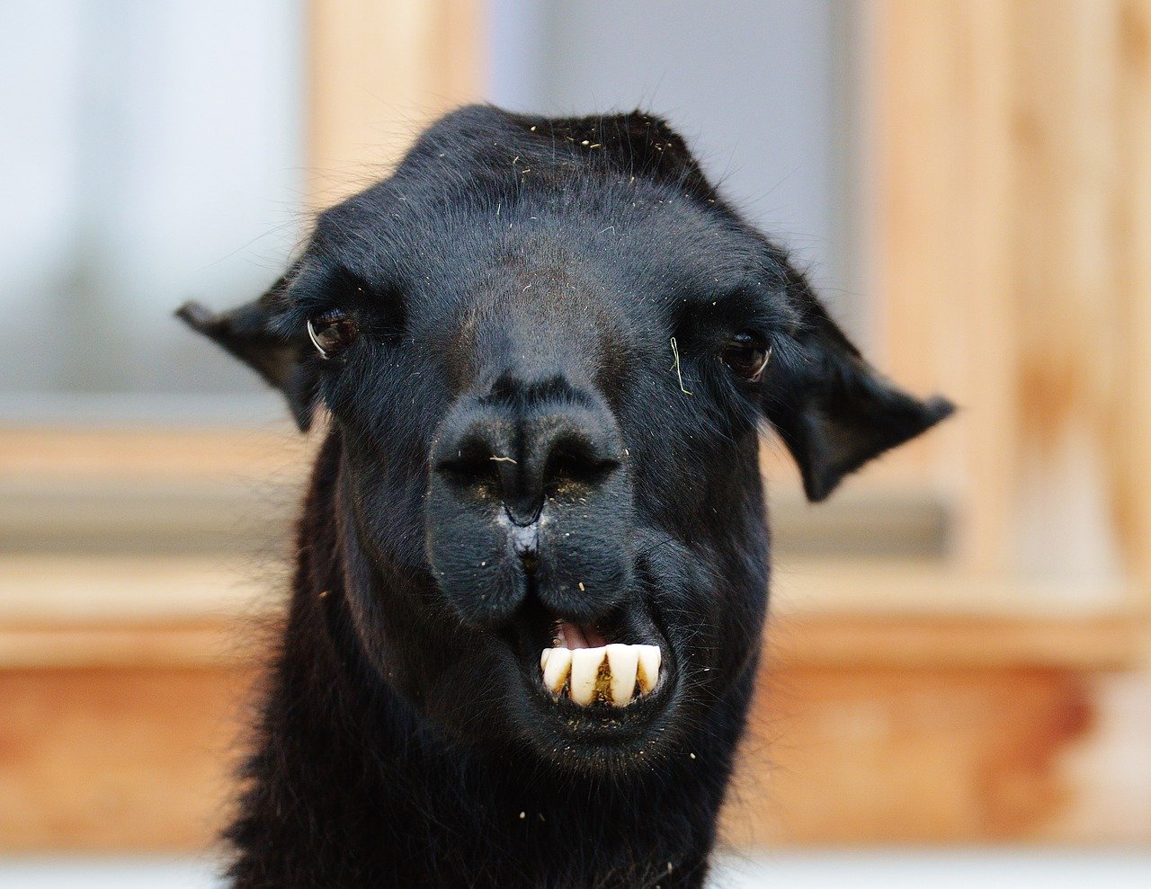 Lama Alpaka Symbol