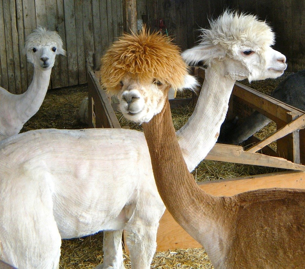 Llamas Symbol Lama Lamas Polizei