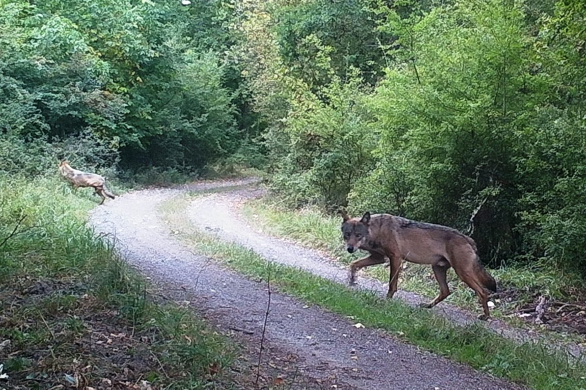 Wölfe Wolfspaar Übungsplatz Grafenwöhr