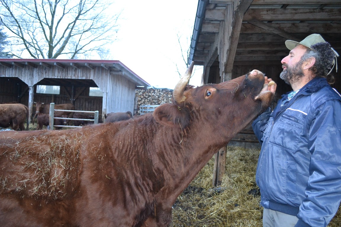 ökobauer, Rotvieh, Kuh, Köstler, eDorf