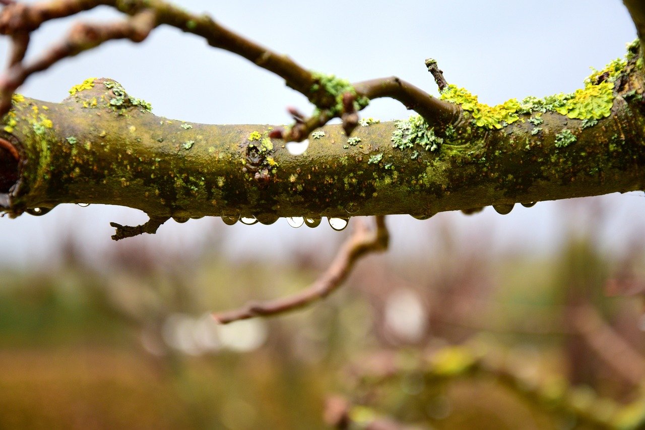 Baum Ast Symbol