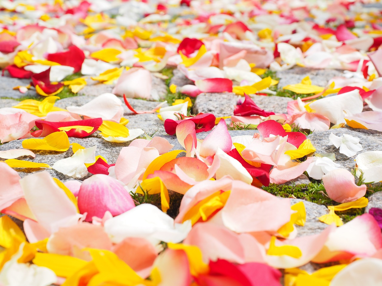 Rosen, Blüten, Blumen, Boden