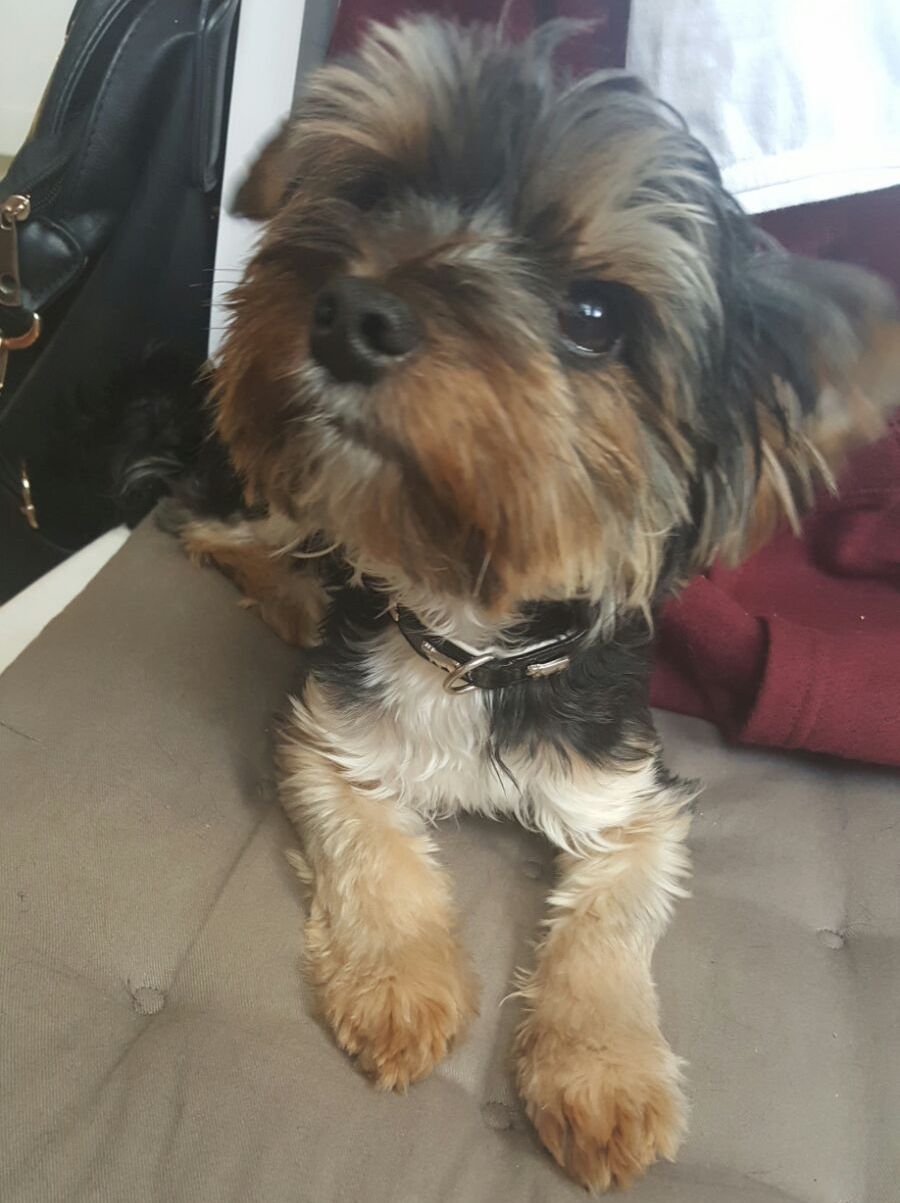 sam 2