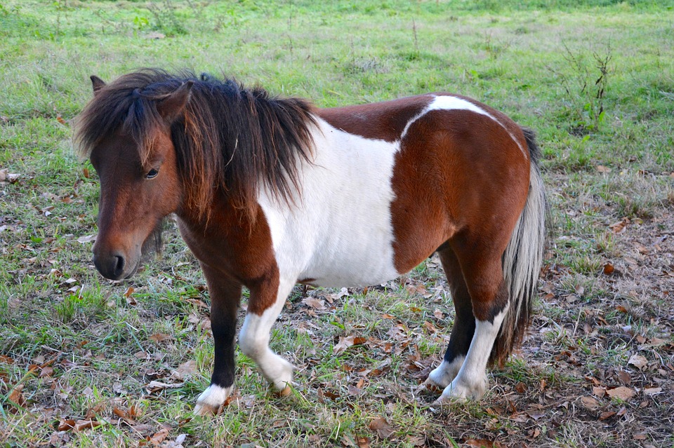 shetland-pony kleines pferd farbe fuss nett pony pixabay