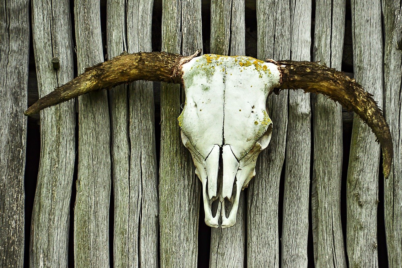 Rind Schädel Knochen Skelett Country Kneipe Symbol
