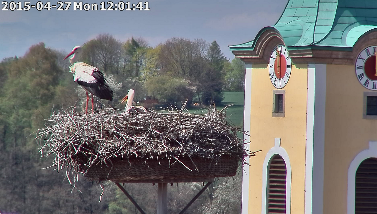 Die StorchCam aus Neustadt