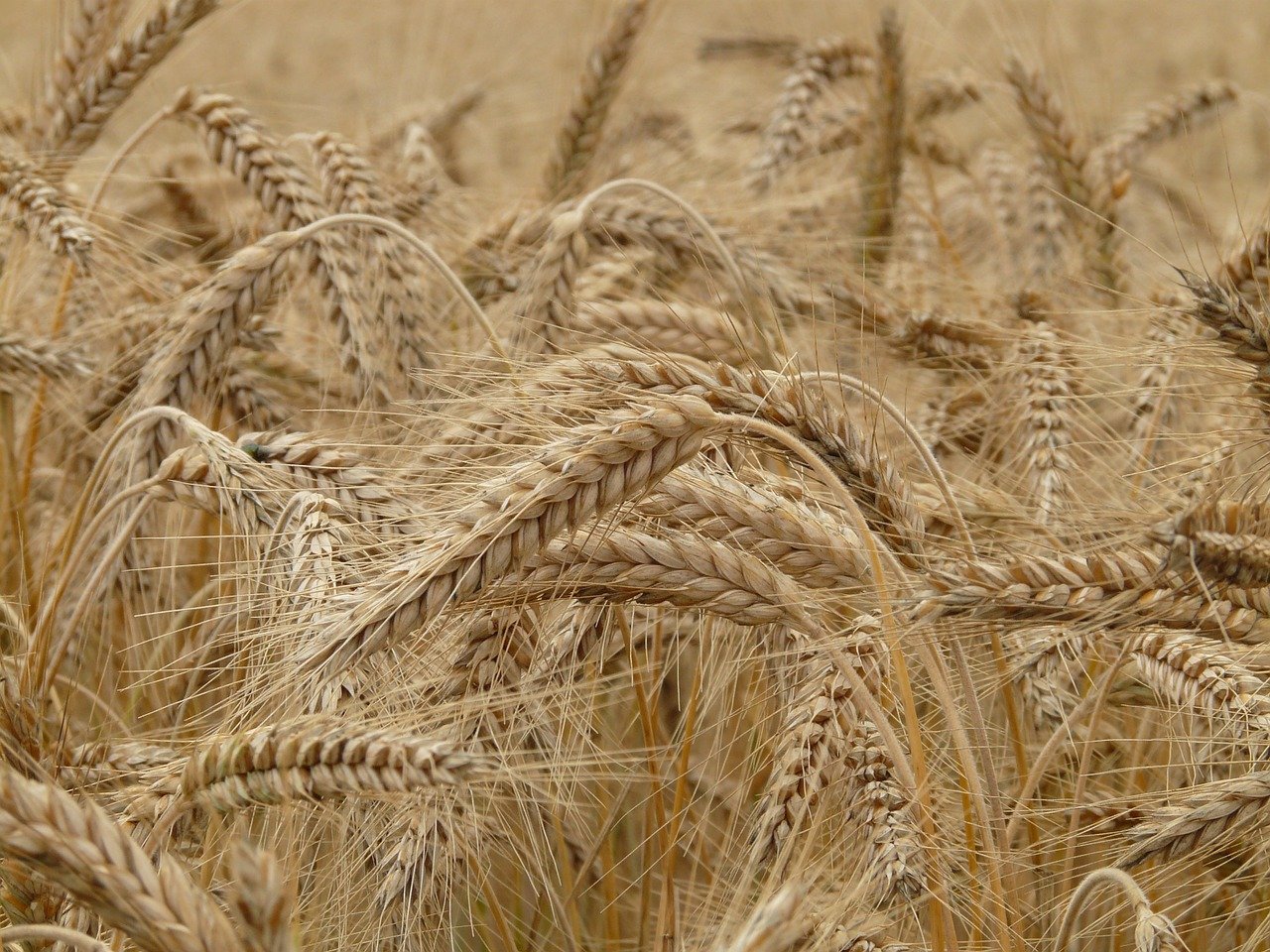Weizenfeld, Feld, Landwirtschaft Symbol