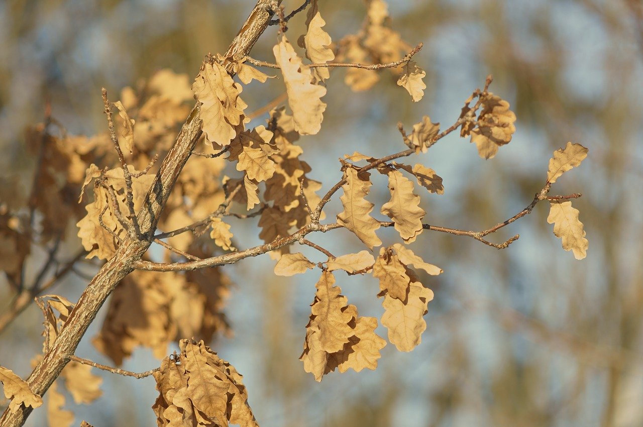 Eiche Herbst Winter Baum Symbol