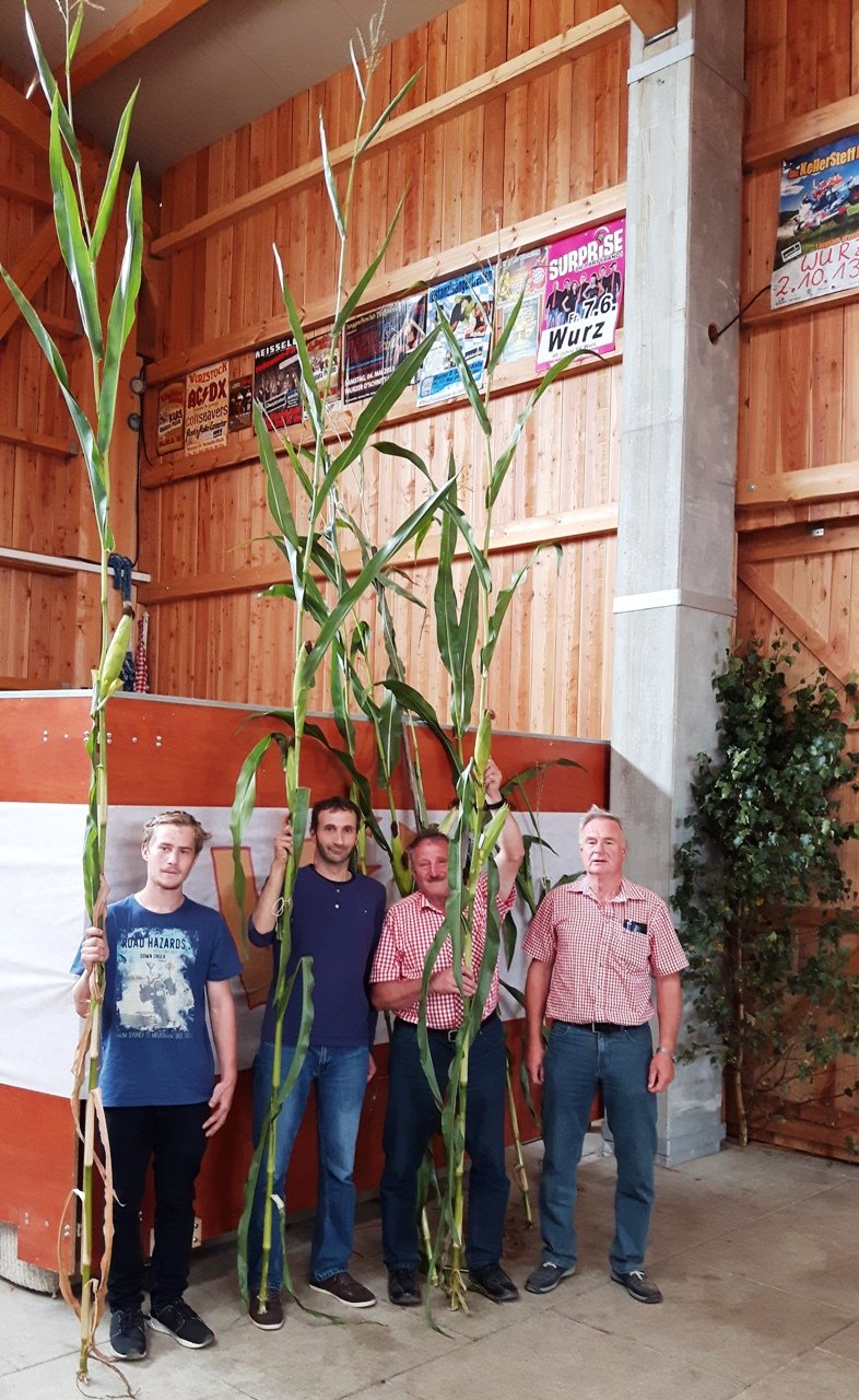 Mais Prämierung O'Schnitt