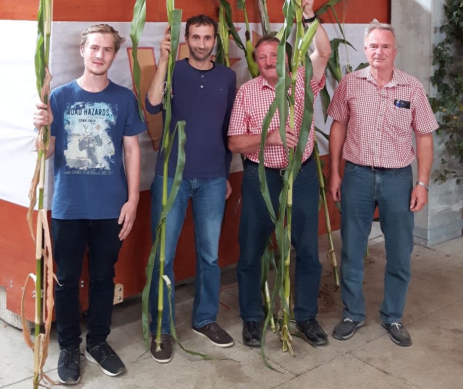 Wurzer O'Schnitt: Prämierung der längsten Maispflanzen