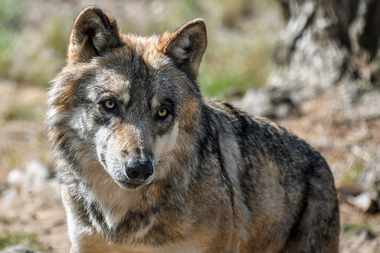 Wolf Symbol