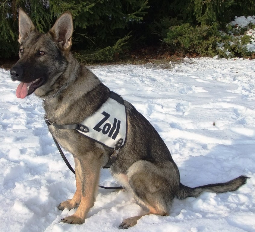 Zoll, Rauschgiftspürhund, Polizei Symbol