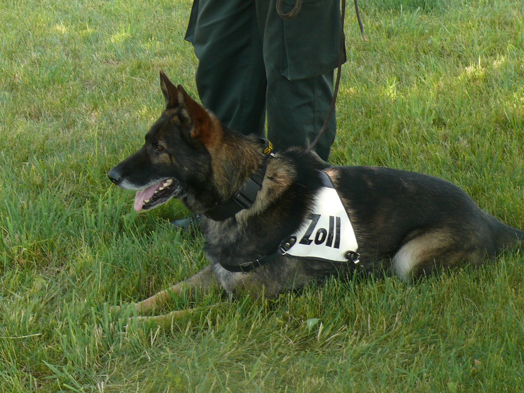 zoll, Spürhund, Rauschgift,