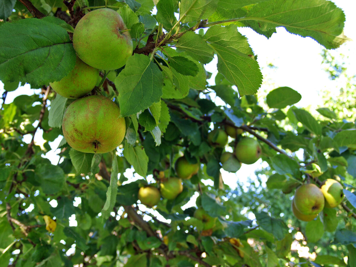 „Streuobst für alle“: Knapp 4.700 Obstbäume für die Oberpfalz